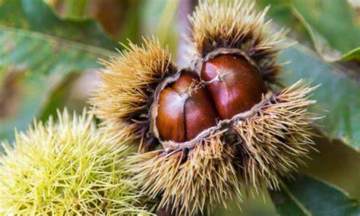 chestnut