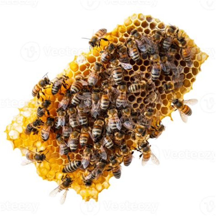 Hive