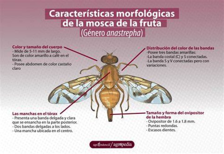 La Mosca