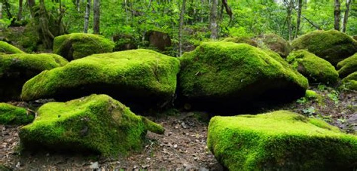 Moss