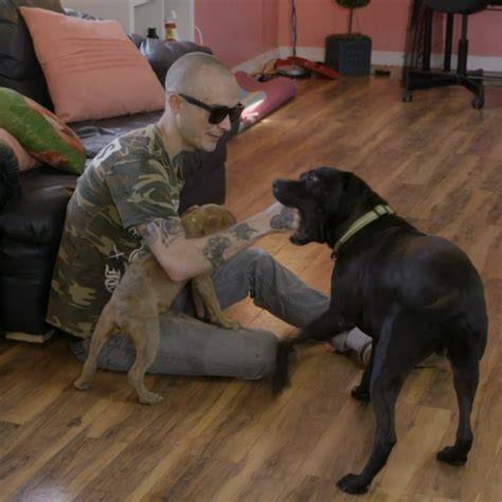 pitbulls-and-parolees